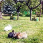 Почивка сред природата в Дреново | Вила Мегас